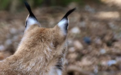 Ab in die Freiheit! Der WWF hilft mit, Luchse auszuwildern