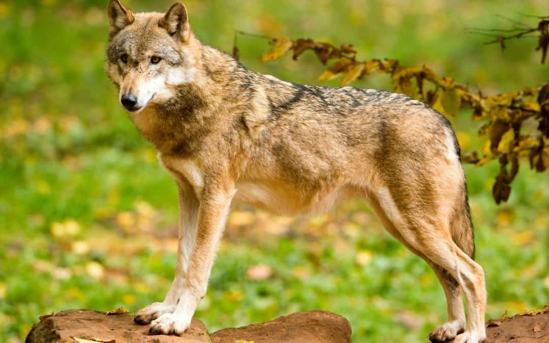 Statusbericht Wolf: 121 Wölfe in Österreich nachgewiesen, weniger Rudel, kaum Nachwuchs
