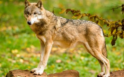 Statusbericht Wolf: 121 Wölfe in Österreich nachgewiesen, weniger Rudel, kaum Nachwuchs