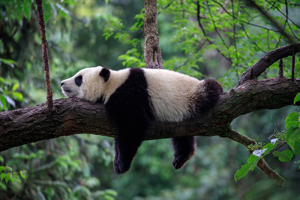 Referat Thema aussuchen - Großer Panda (c) AdobeStock_211429396 Referat Thema aussuchen - Großer Panda
