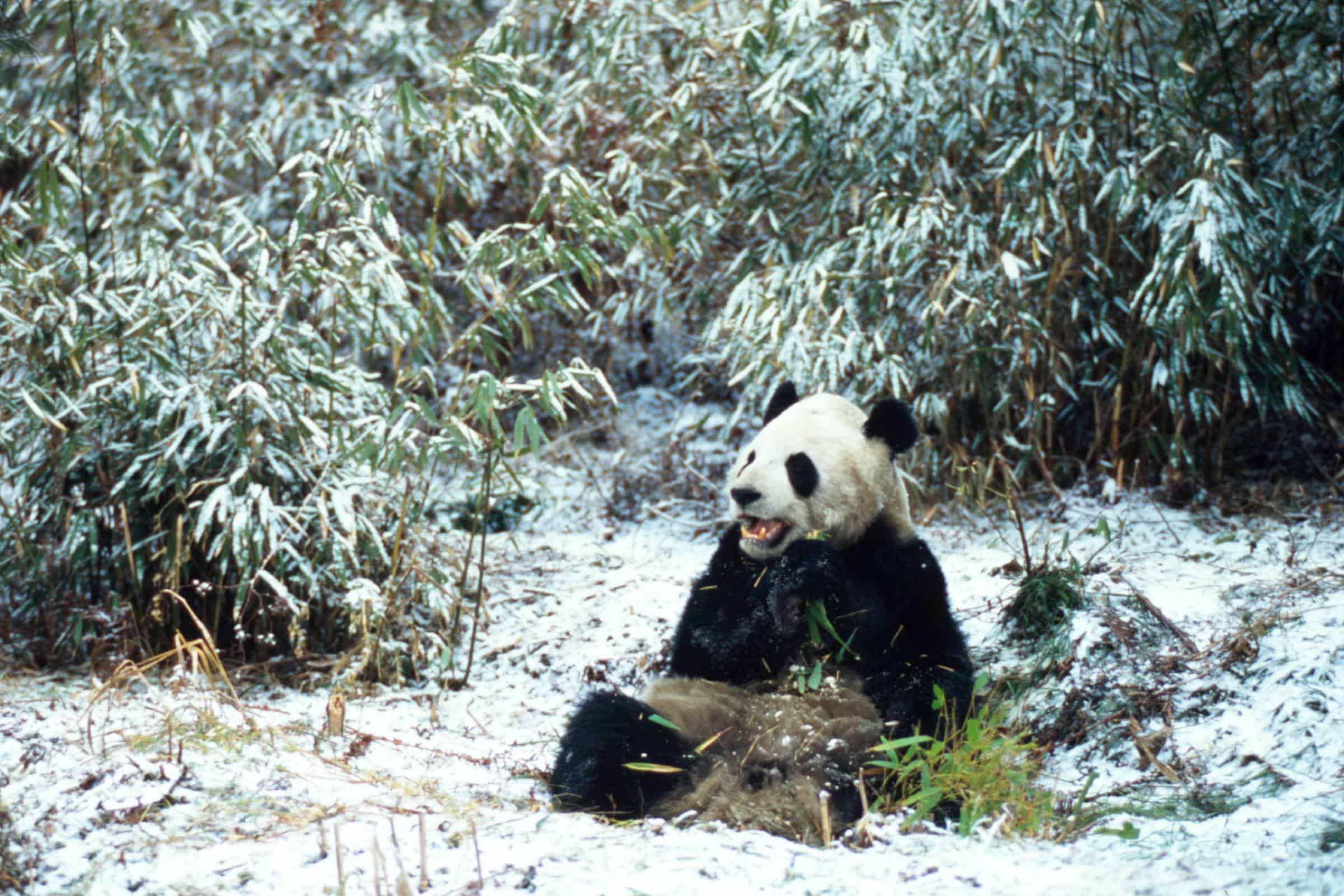 Ein Großer Panda im Winter