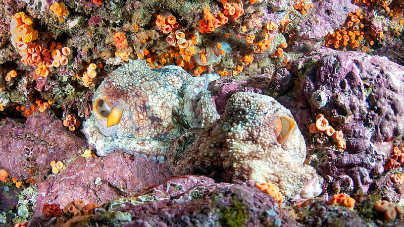 Oktopus im Korallenriff in Ecuador