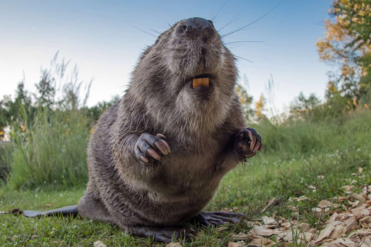 Biber © Leopold Kanzler Biber