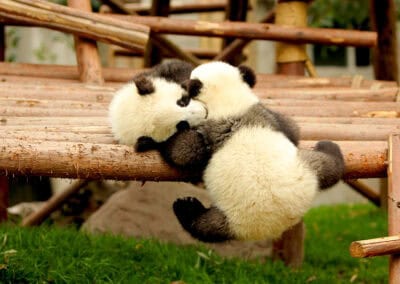 Junge Pandas beim Spielen