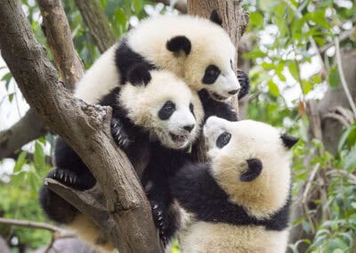 Junge Pandas beim Spielen