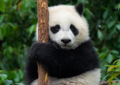Junger Panda