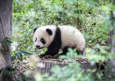 Panda-Junges