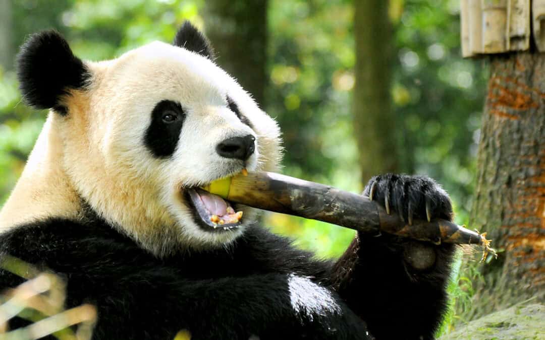 Quiz: Der Große Panda