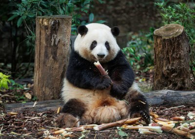 Panda frisst Bambus