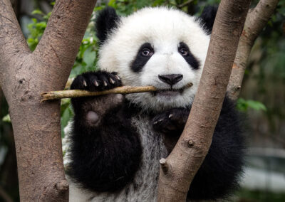 Panda kaut auf Bambus