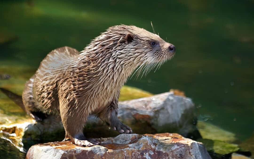 Der Fischotter