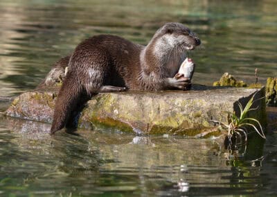 Fischotter frisst