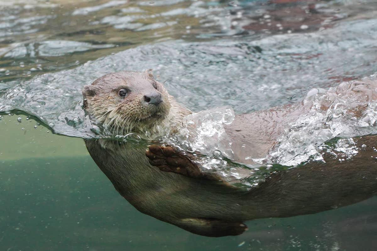 Fischotter im Wasser