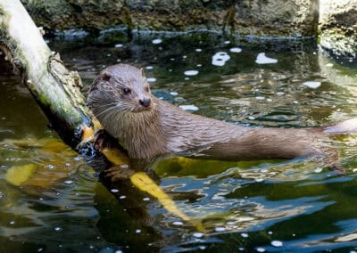 Fischotter im Wasser