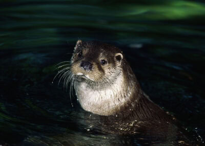 Fischotter im Wasser