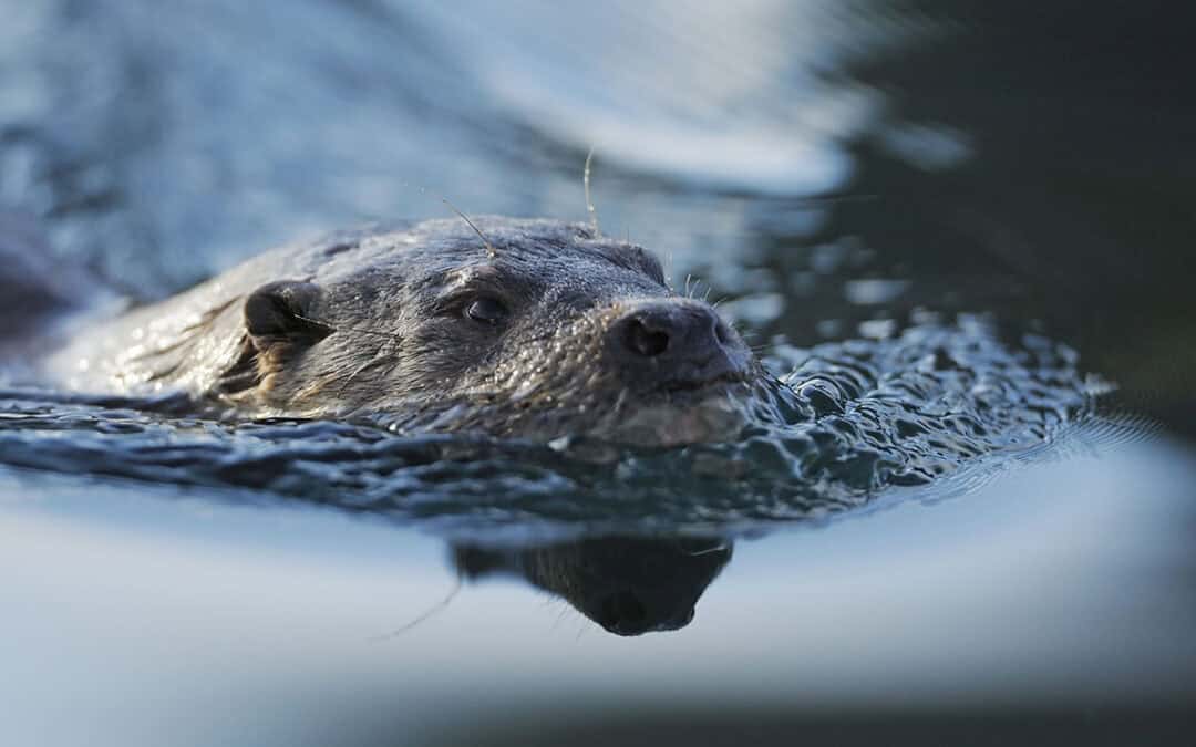 Fischotter Verbreitung
