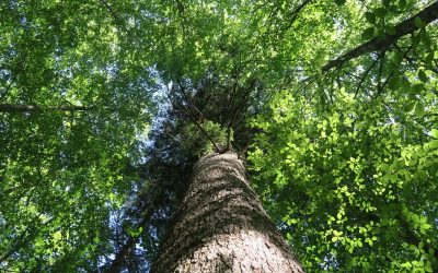 Tag des Waldes: WWF fordert schnelle Maßnahmen zum Schutz der Wälder