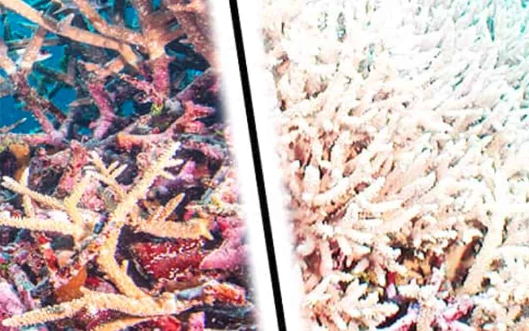 Klimawandel als Gefahr für die Meere