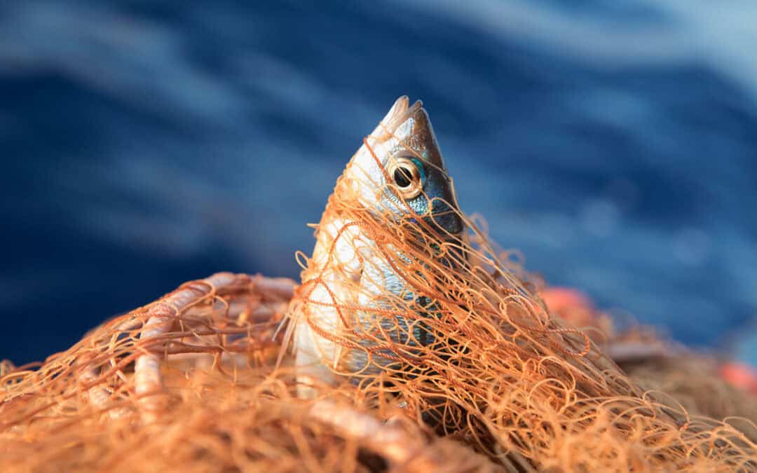 Überfischung und ihre Folgen für die Meere