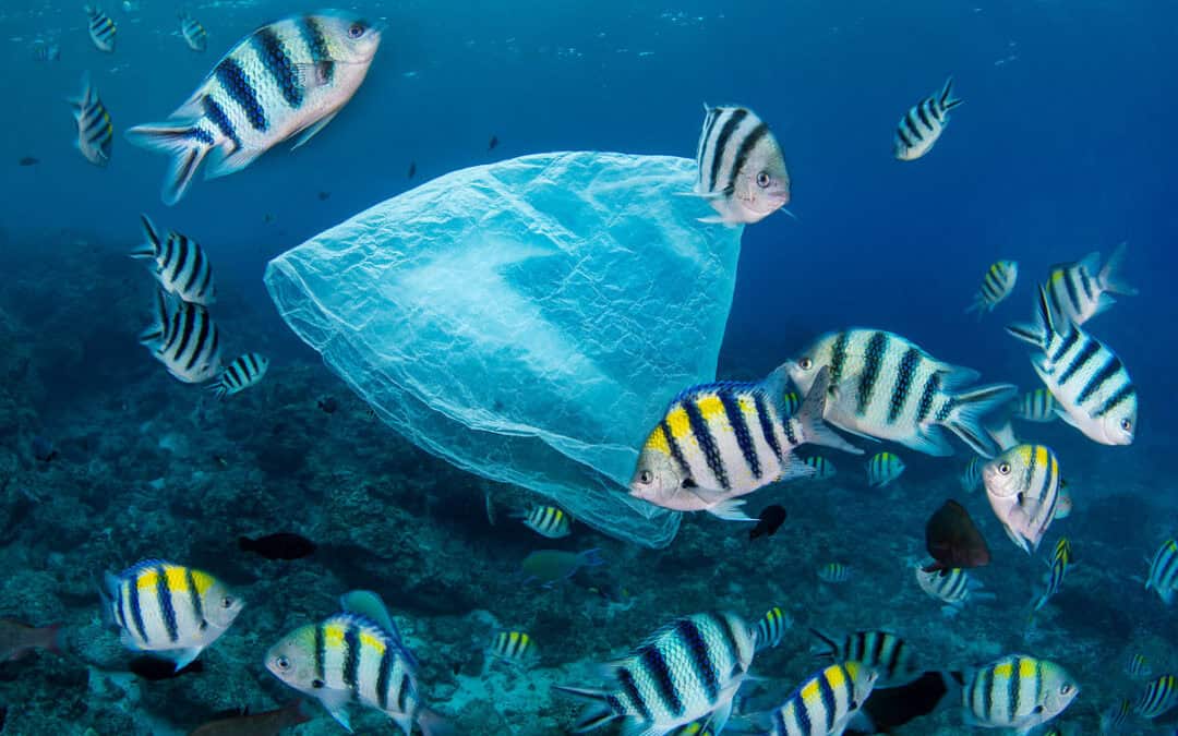 Plastik als Gefahr für die Meere