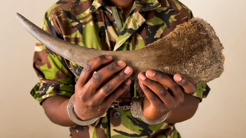 Das Horn eines Nashorns