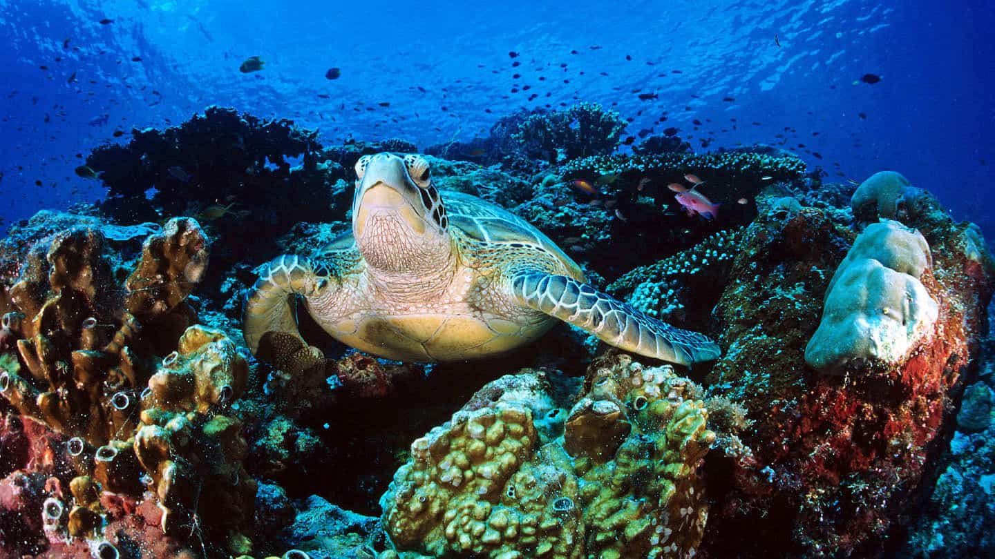 Echte Karettschildkröte