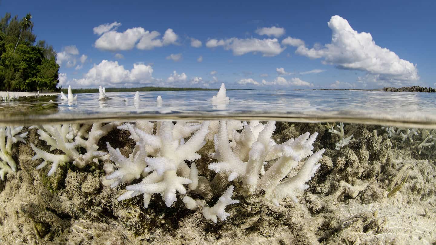 KoralKorallenbleiche in Neuguinea