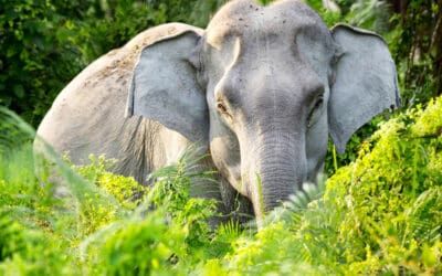 WWF-Erfolg: Im Einsatz für weniger Konflikte mit Elefanten