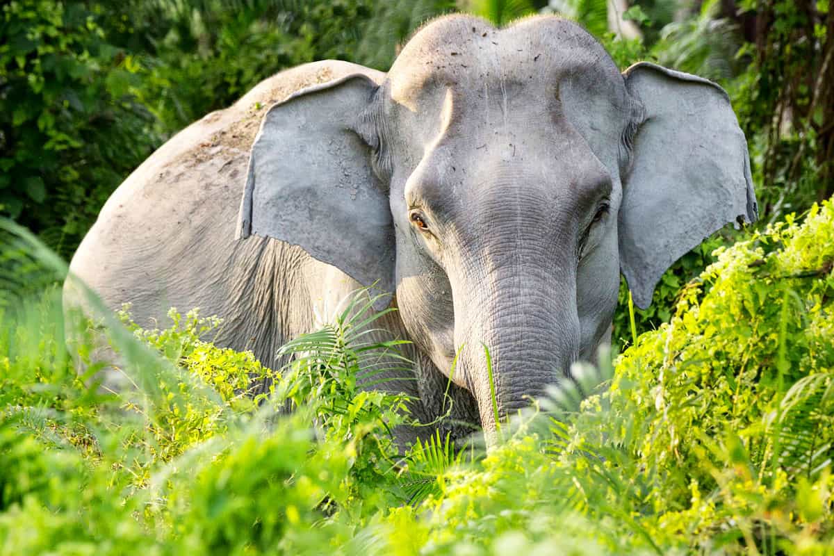 Asiatischer Elefant im Gebüsch. (c) Richard Barrett/WWF UK