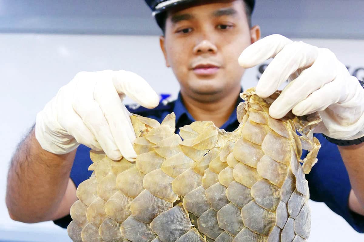 wwf-at_Beschlagnahmung_einer_illegalen_Lieferung_von_Schuppentier-Schuppen_1200x800_(c)E. John _ TRAFFIC Beschlagnahmung einer illegalen_Lieferung von Schuppentier-Schuppen