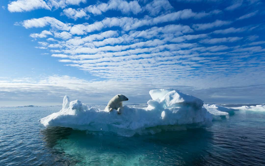 Eisbär auf Eisscholle