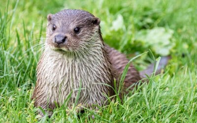 WWF kritisiert Fischotter-Tötungsverordnung in Salzburg