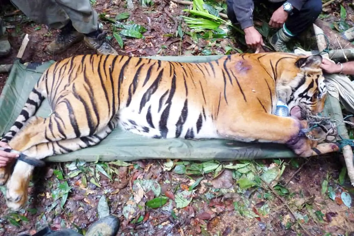 Ein in einer Schlingfalle gefangener Tiger wird von Wildhüter*innen gerettet