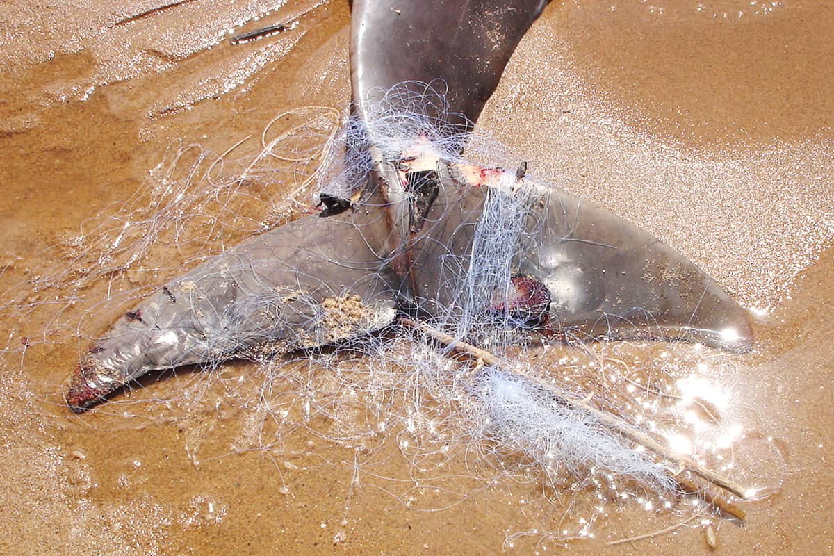 Irawadi-Delfin verfangen in einem Fischernetz