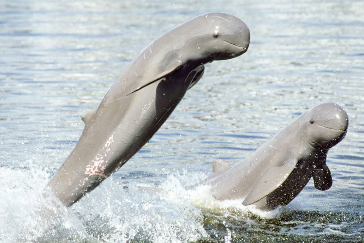 Irawadi-Flussdelfine springen im Wasser