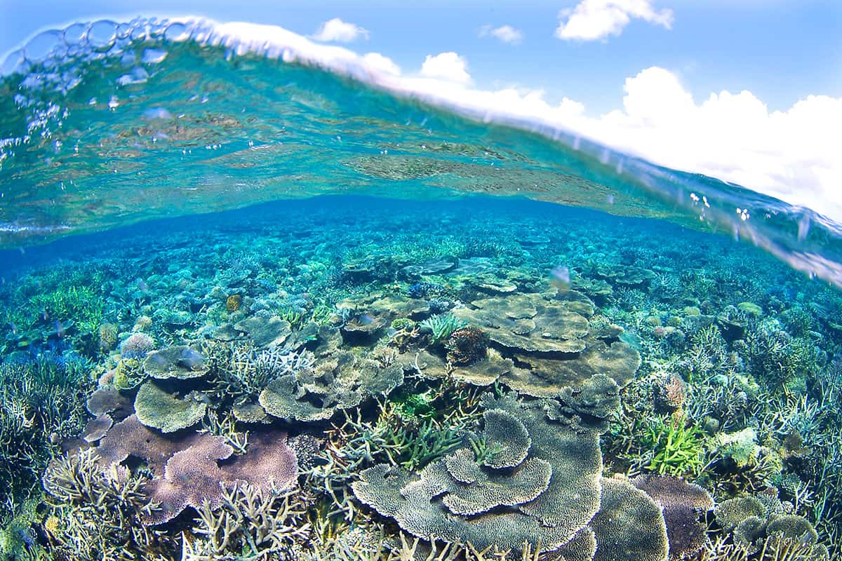Korallenriffe unter Wasser im Tun Mustapha Park