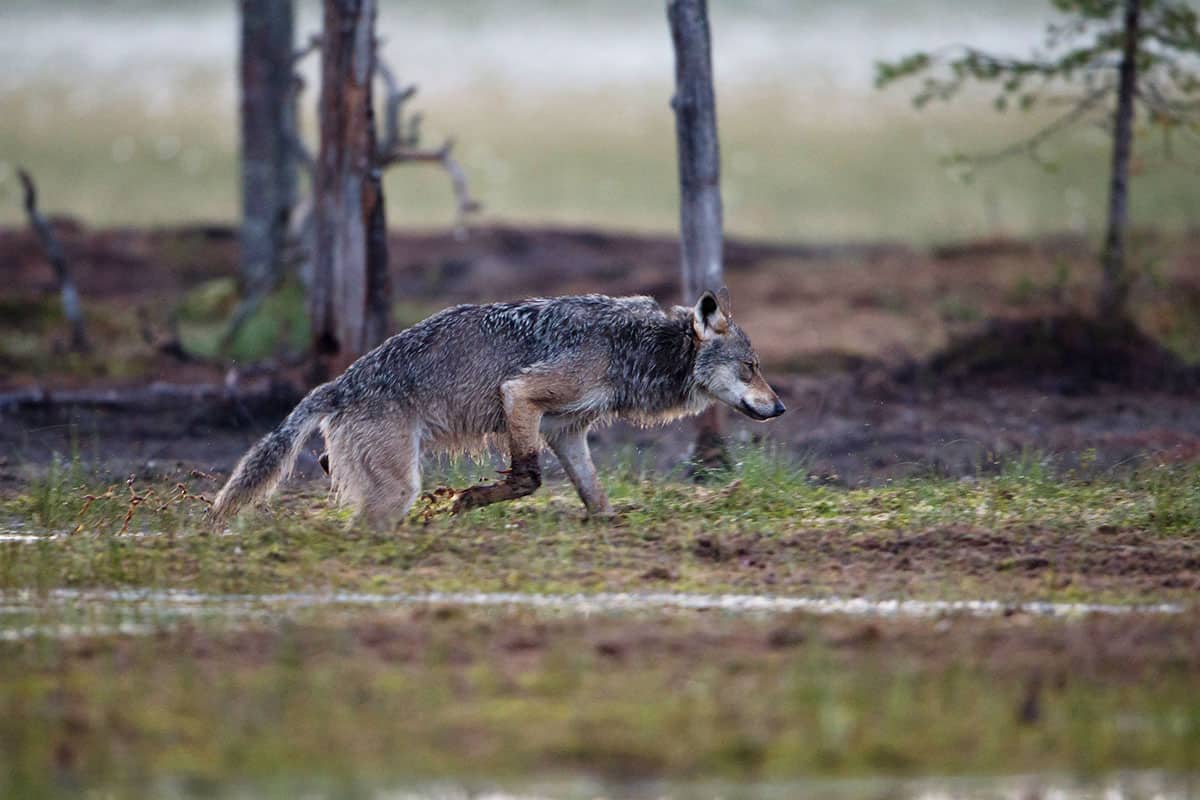 Laufender Wolf im Matsch