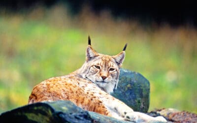 Österreich im Artenschutz-Check: Die Alpenrepublik tut zu wenig für ihre bedrohten Tierarten