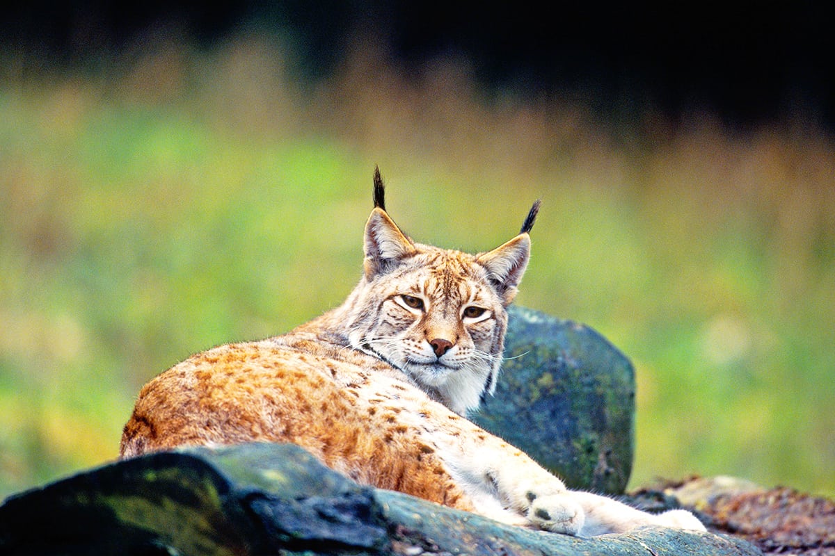 Luchs ruht sich aus