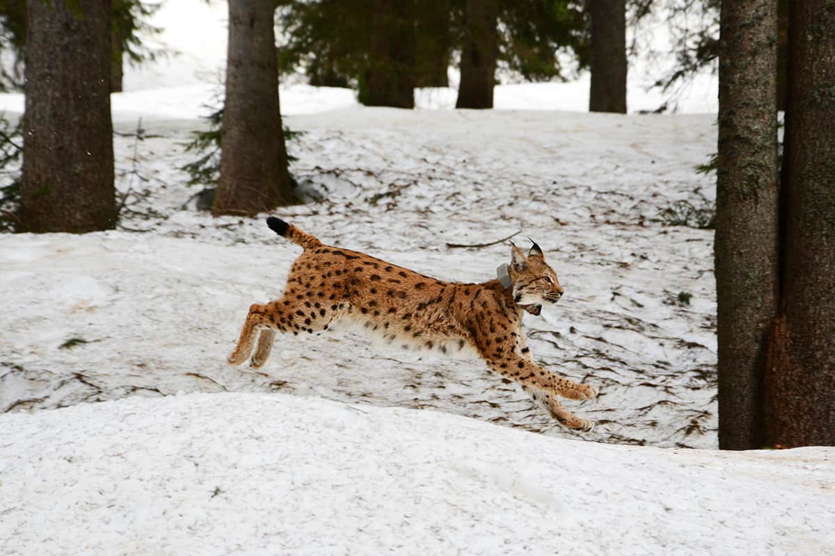 Luchsfreilassung weiblicher Luchs Jura 