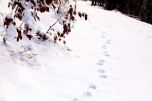 Luchsspuren im Schnee