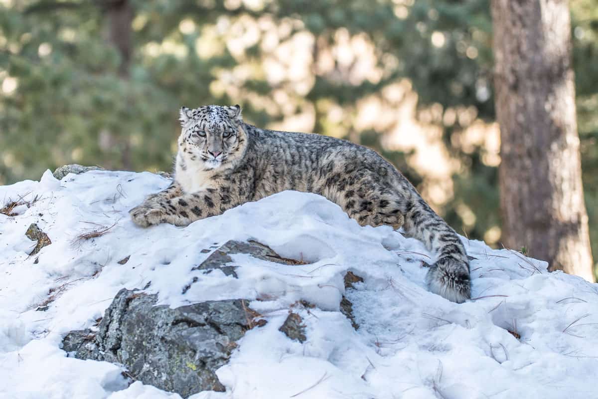 Schneeleopard auf mit Schnee bedecktem Felsen