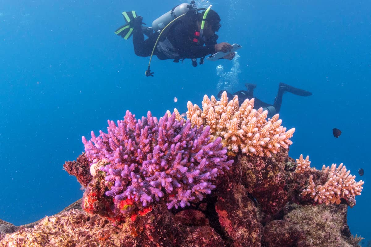 Taucher begutachten Korallen südlich der Yasawa Islands Fiji