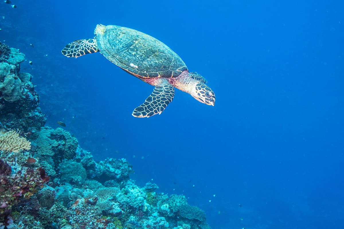 Vom Aussterben bedrohte echtr Karettschildkröte im Wasser, Kia Island 