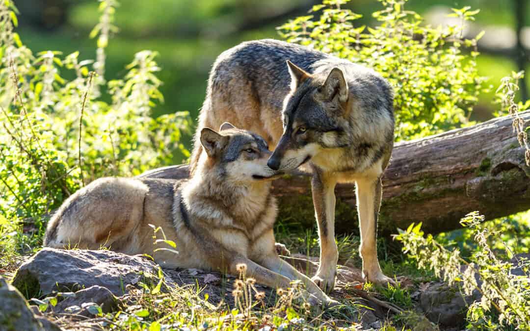 Wolfsfamilie gerettet – kein Abschuss in Tirol