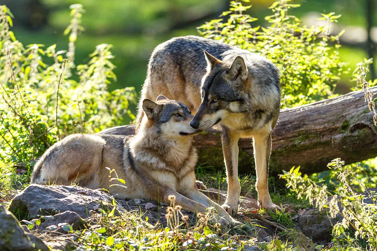 Wölfe im Wald