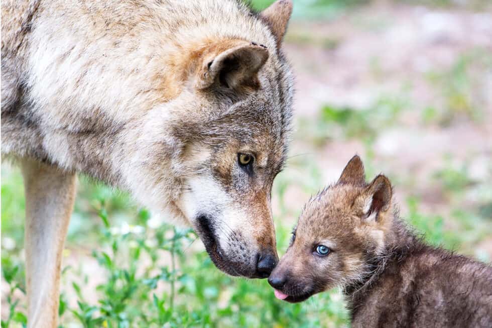 Wolf: In Österreich streng geschützt & dennoch bedroht I WWF