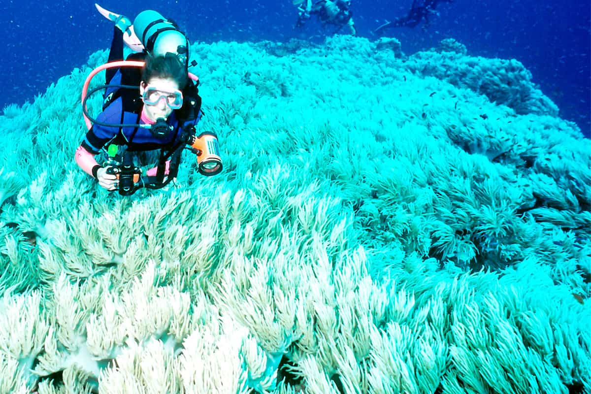 durch zu hohe Wassertemperaturen gebleichte Korallen bei Fiji