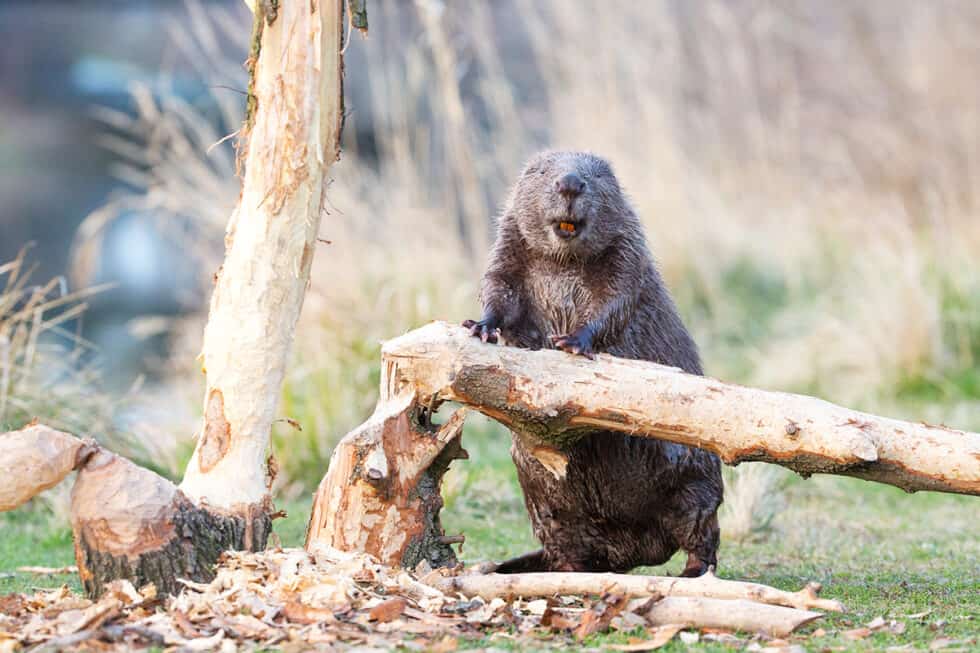 Biber Ein Wichtiger Baumeister In sterreich I WWF biber-ein-wichtiger-baumeister-in-sterreich-i-wwf