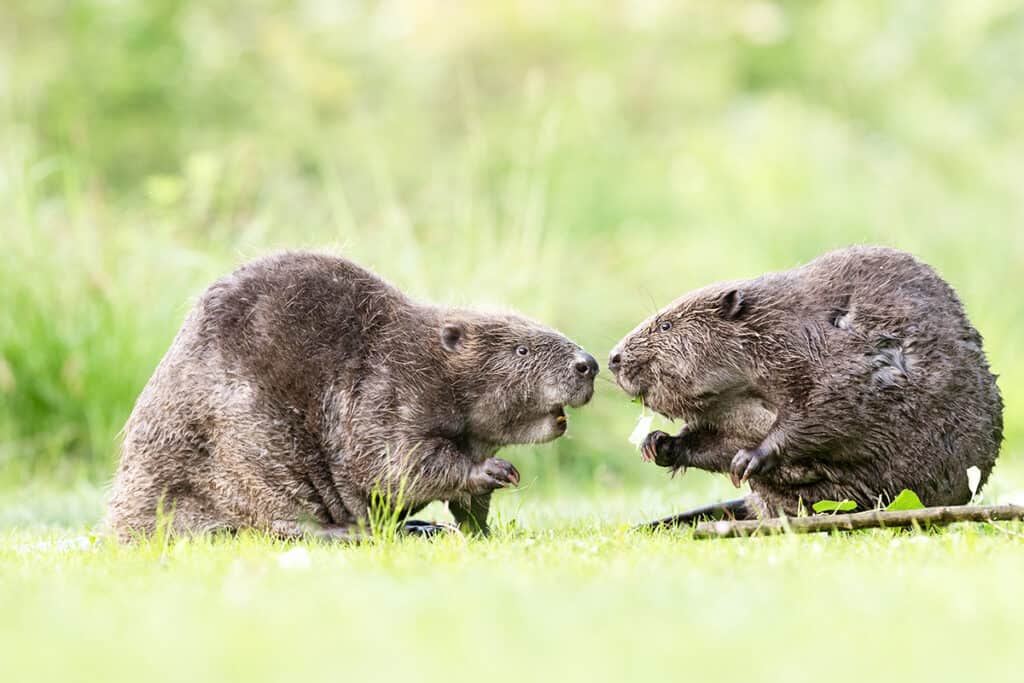 wwf-at_Biber_Natur_ Zwei Biber schauen sich frontal an